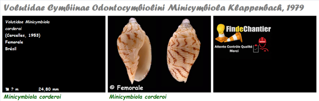 Volutidae Cymbiinae Minicymbiola - Le genre, ses espèces, la planche Minicy10