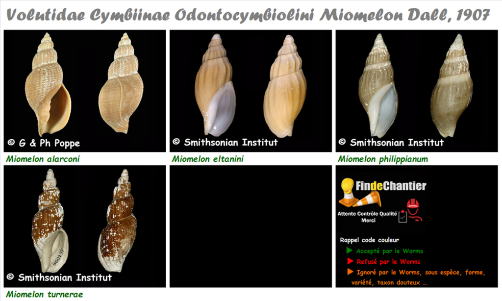 Volutidae Cymbiinae Miomelon - Le genre, ses espèces, la planche Miomel10