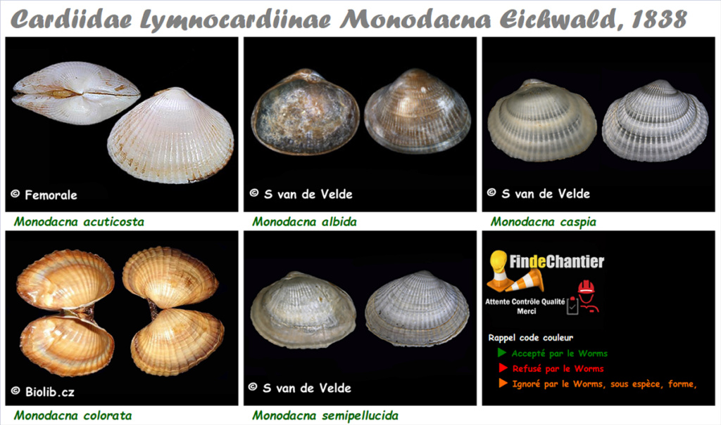 Cardiidae Lymnocardiinae Monodacna - Le genre, ses espèces, la planche Monoda10