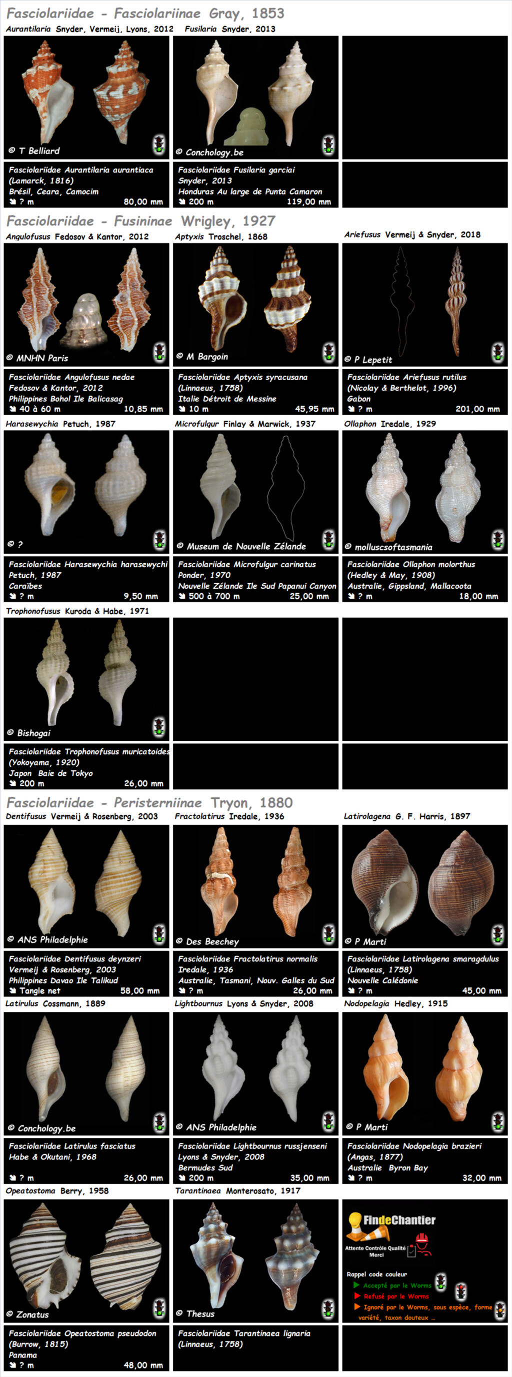  Fasciolariidae  Genres monotypiques  - Les genres, la planche Monoty13