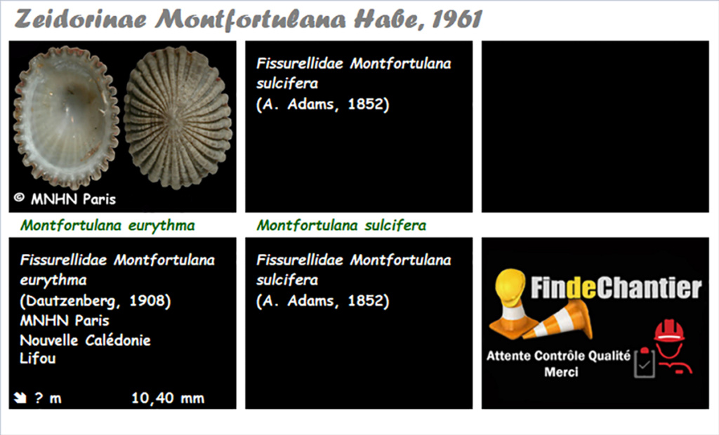 Zeidorinae Montfortulana - Le genre, ses espèces, la planche Montfo13