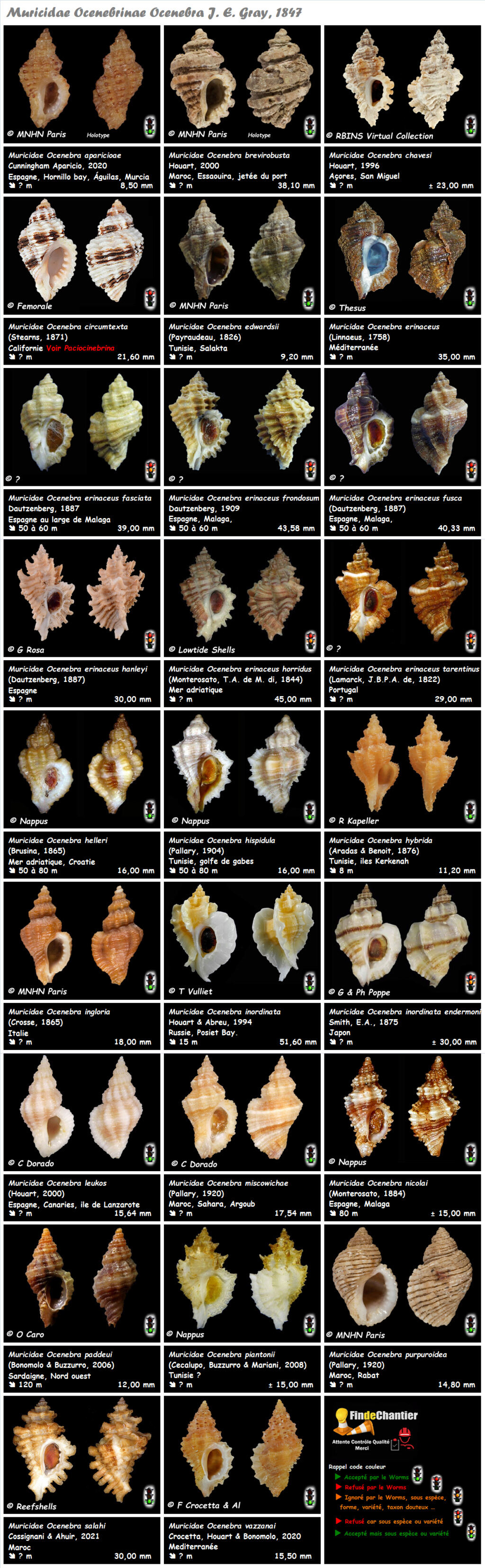  Muricidae Ocenebrinae Ocenebra - Le genre, ses espèces, la planche Muric114