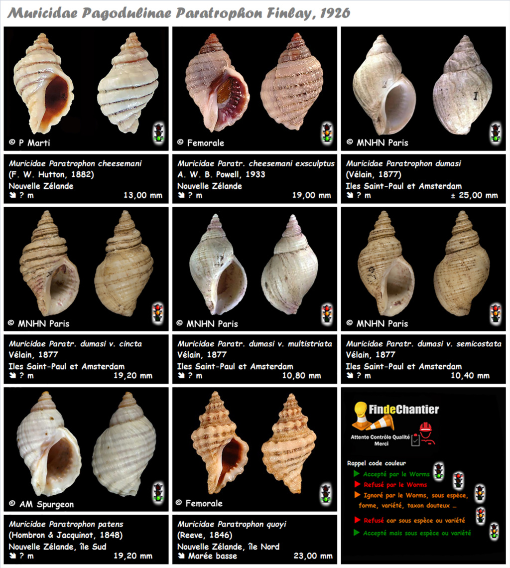 Muricidae Pagodulinae Paratrophon  - Le genre, ses espèces, la planche Muric133