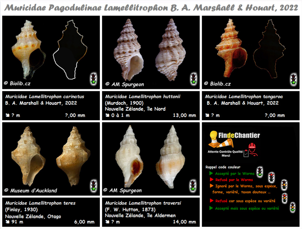 Muricidae Pagodulinae Lamellitrophon  - Le genre, ses espèces, la planche Muric135