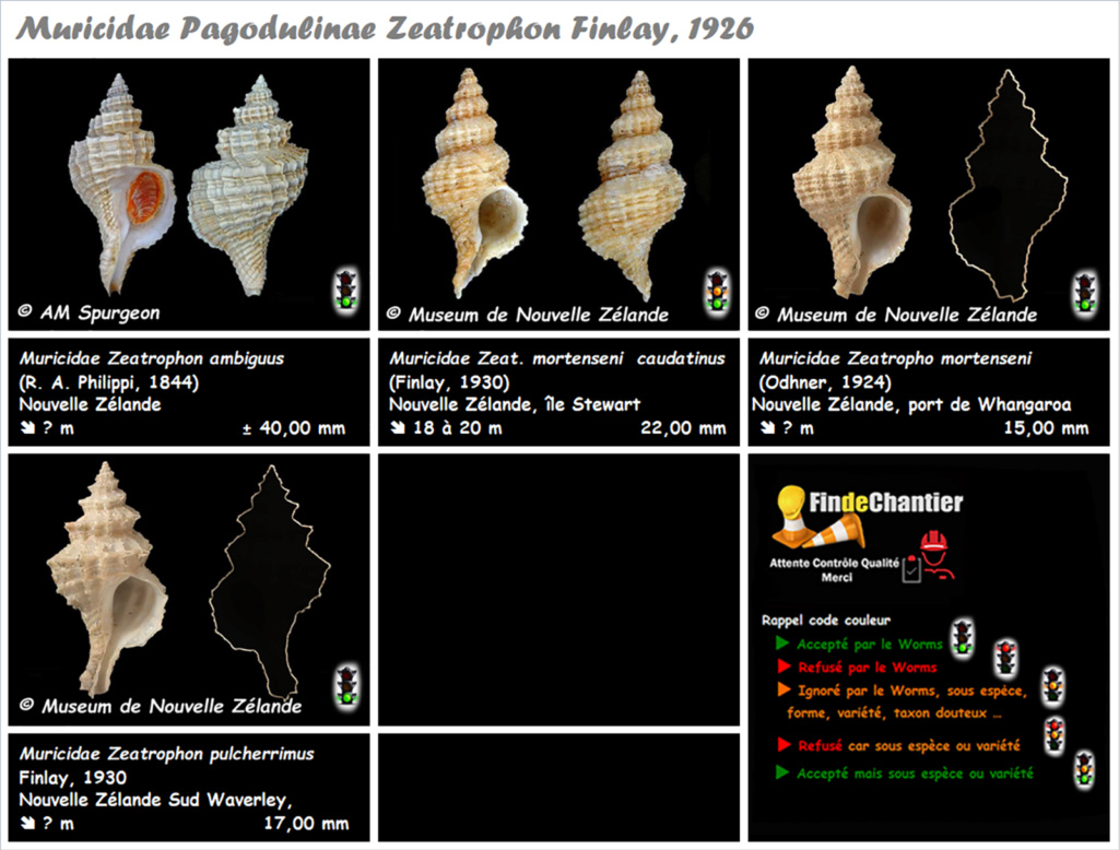 Muricidae  Pagodulinae Zeatrophon - Le genre, ses espèces, la planche Muric140