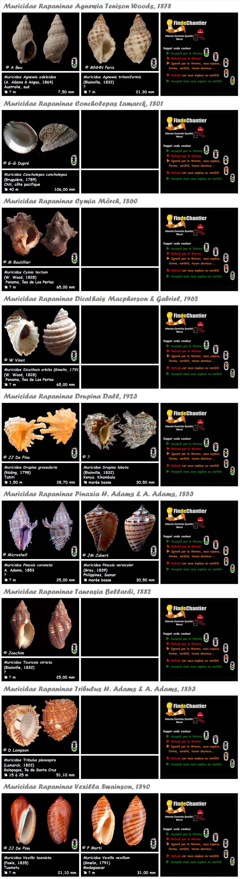  Muricidae  Rapaninae  - Les genre,mono & bi typiques, la planche Muric141
