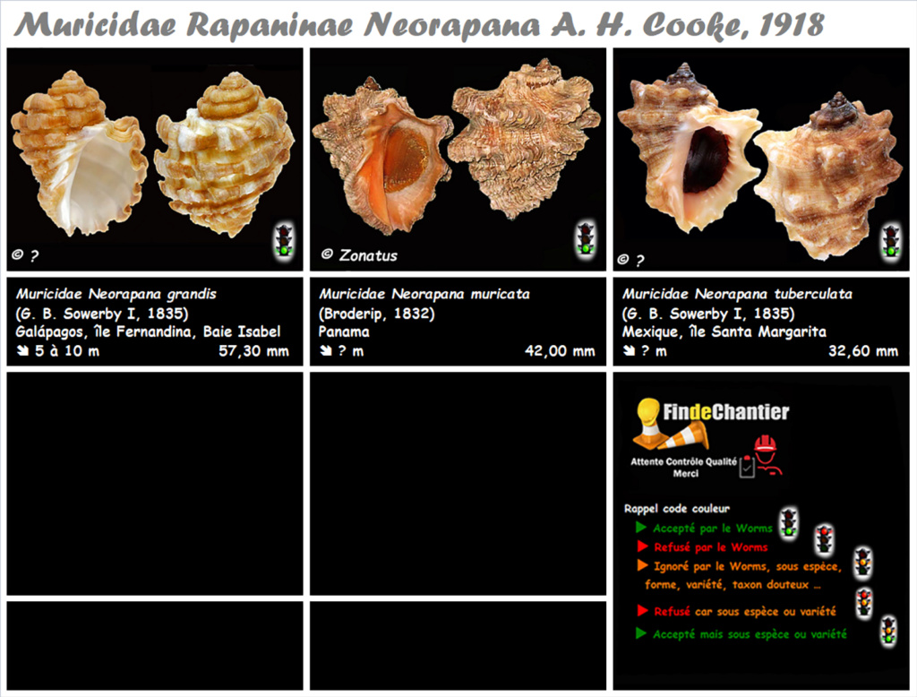 Muricidae Rapaninae Neorapana - Le genre, ses espèces, la planche Muric148