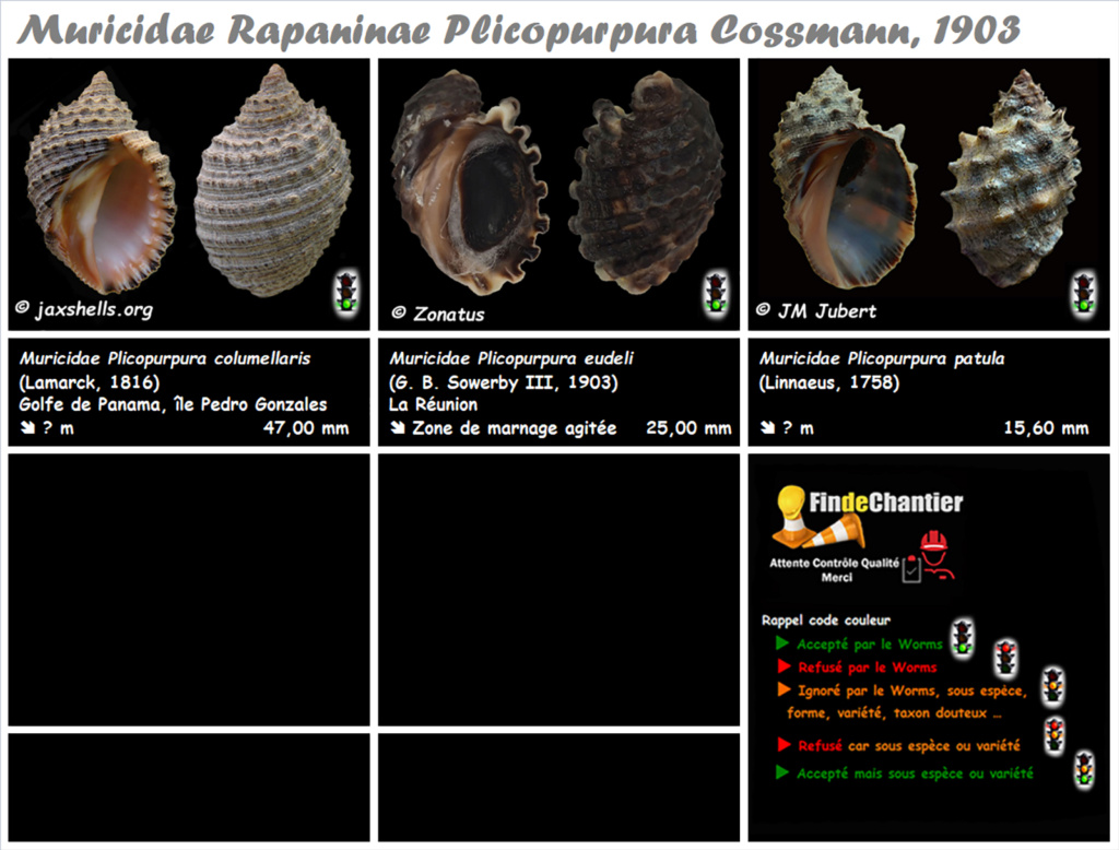 Muricidae Rapaninae Plicopurpura - Le genre, ses espèces, la planche Muric154