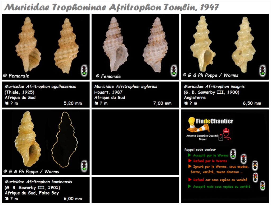 Muricidae Trophoninae Afritrophon  - Le genre, ses espèces, la planche Muric164