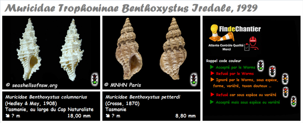 Muricidae Trophoninae Benthoxystus  - Le genre, ses espèces, la planche Muric165