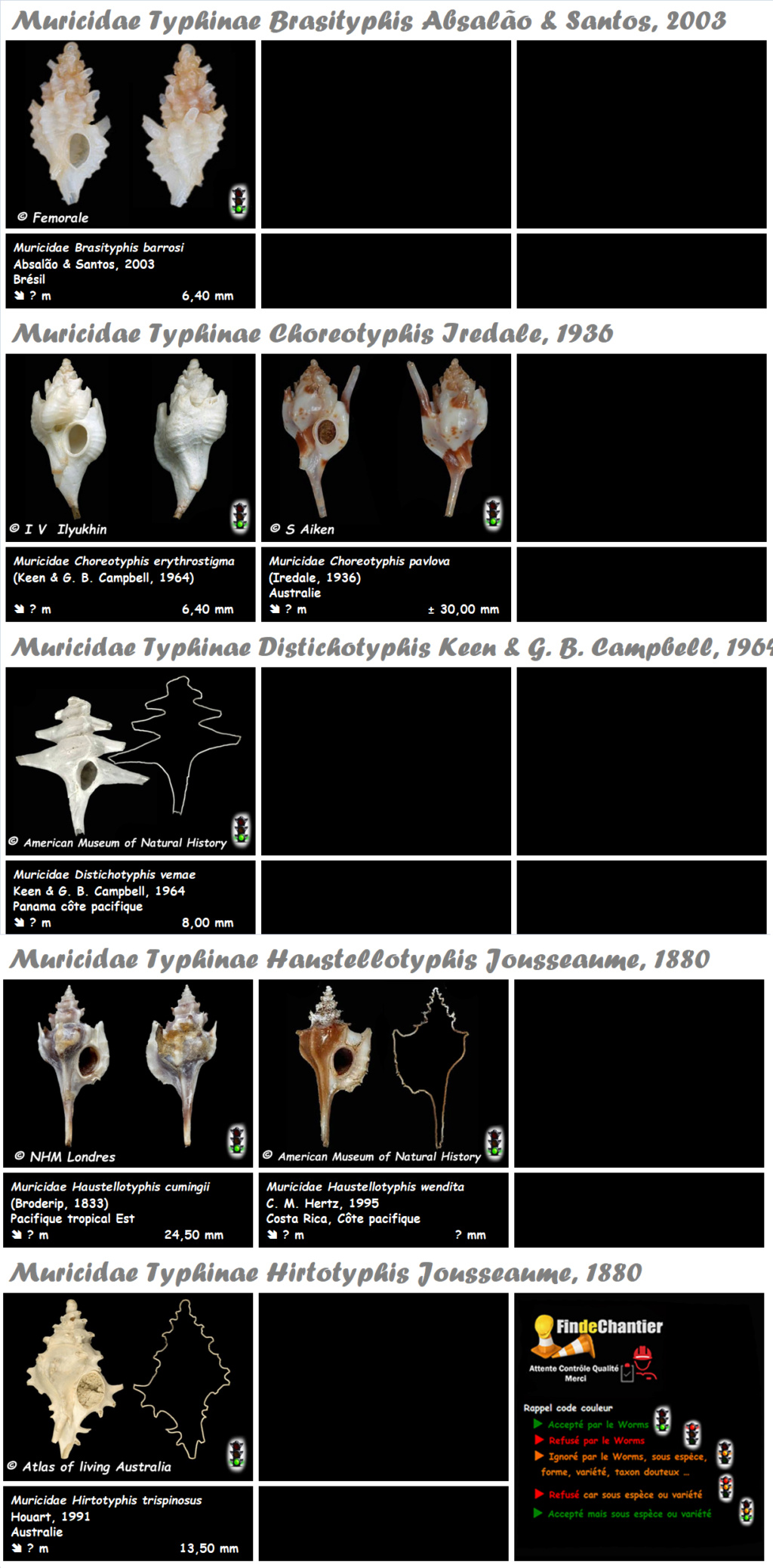  Muricidae Typhinae Divers - Les genres, les espèces, les planches Muric180