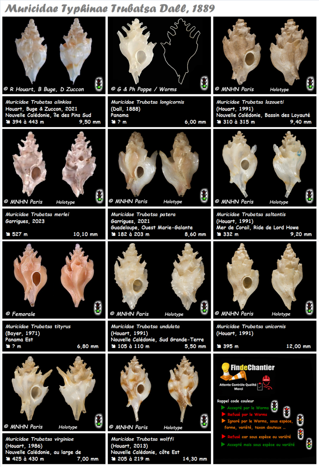 Muricidae Typhinae Trubatsa - Le genre, ses espèces, la planche Muric184