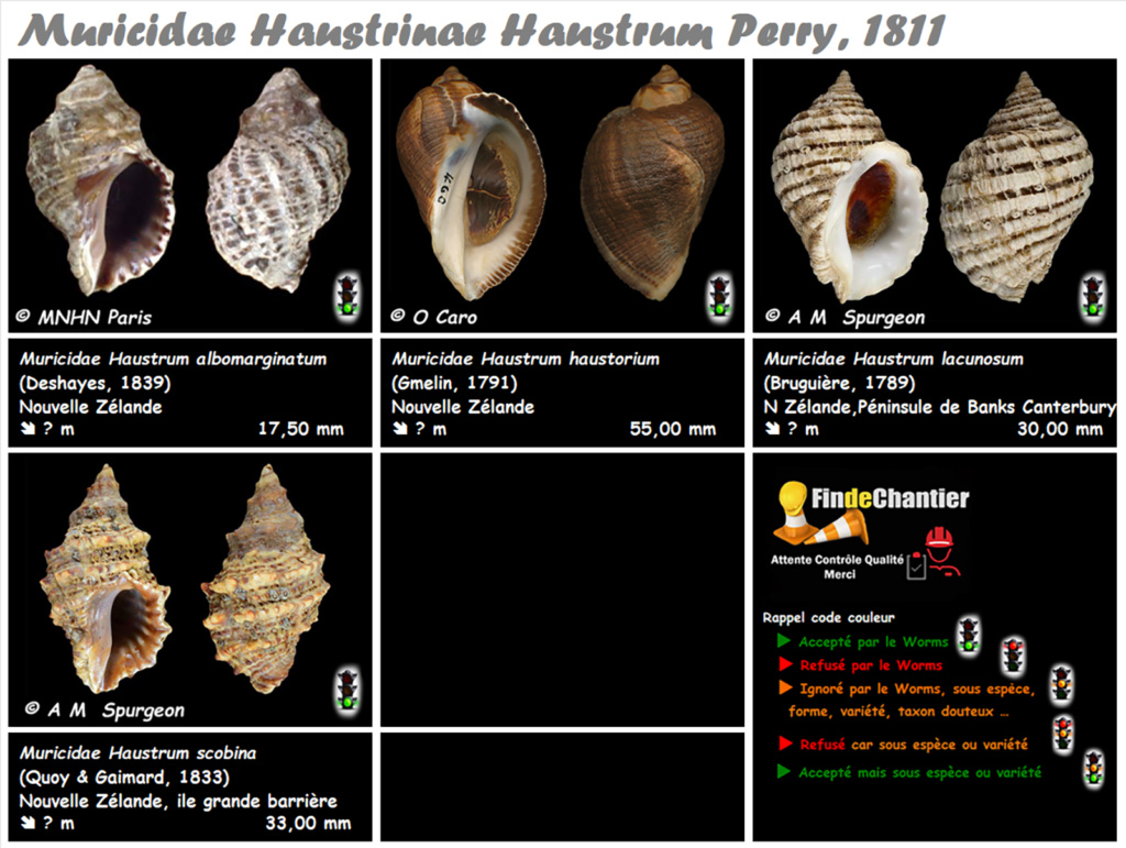 Muricidae Haustrinae Haustrum - Le genre, ses espèces, la planche Muric205