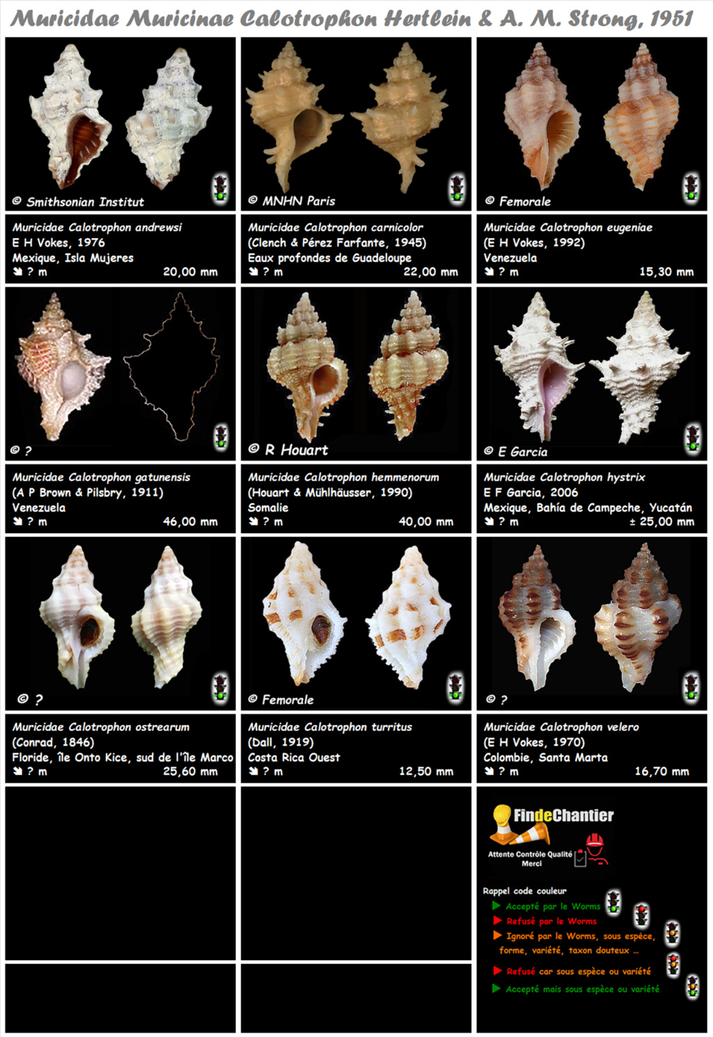 Muricidae Muricinae Calotrophon - Le genre, ses espèces, la planche Muric206