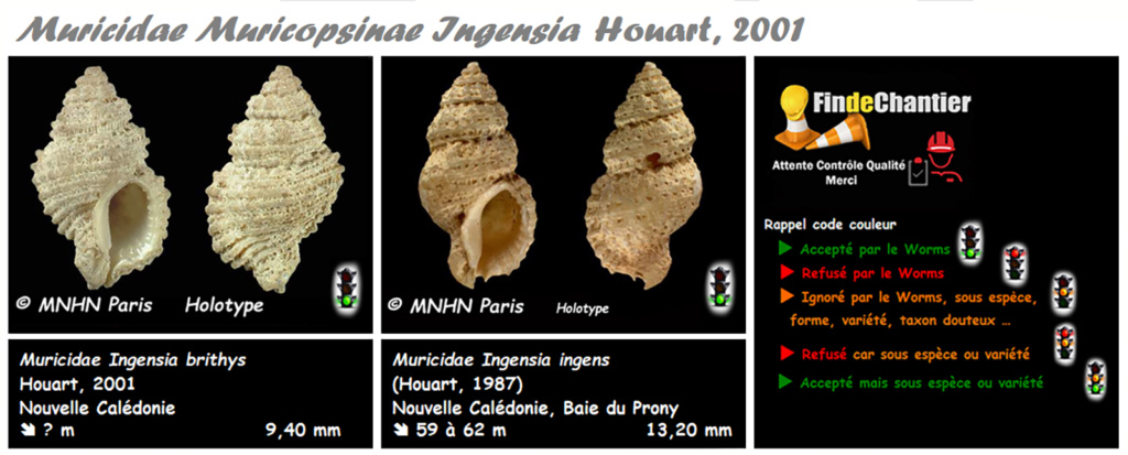 Muricopsinae Ingensia  - Le genre, ses espèces, la planche Muric208