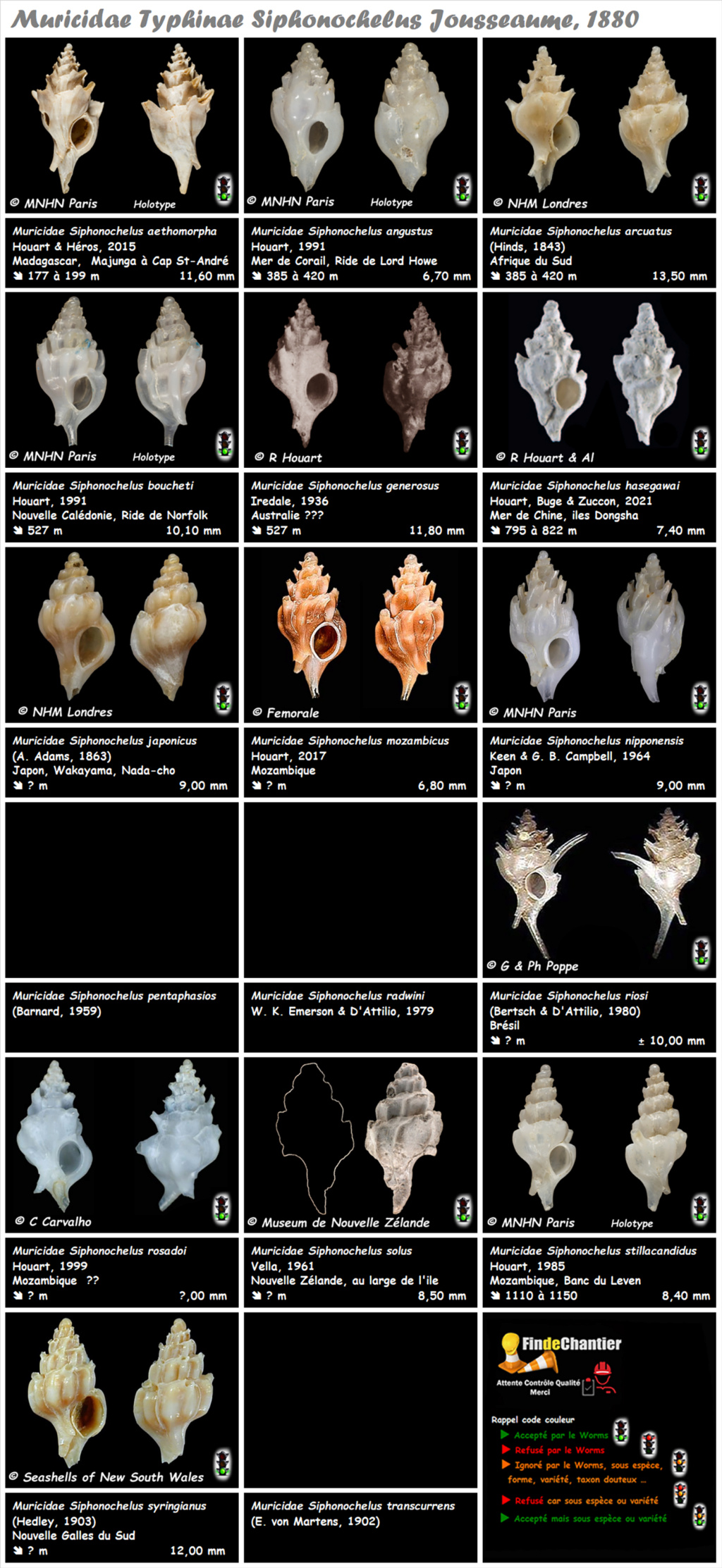 Muricidae Typhinae Siphonochelus - Le genre, ses espèces, la planche Muric218