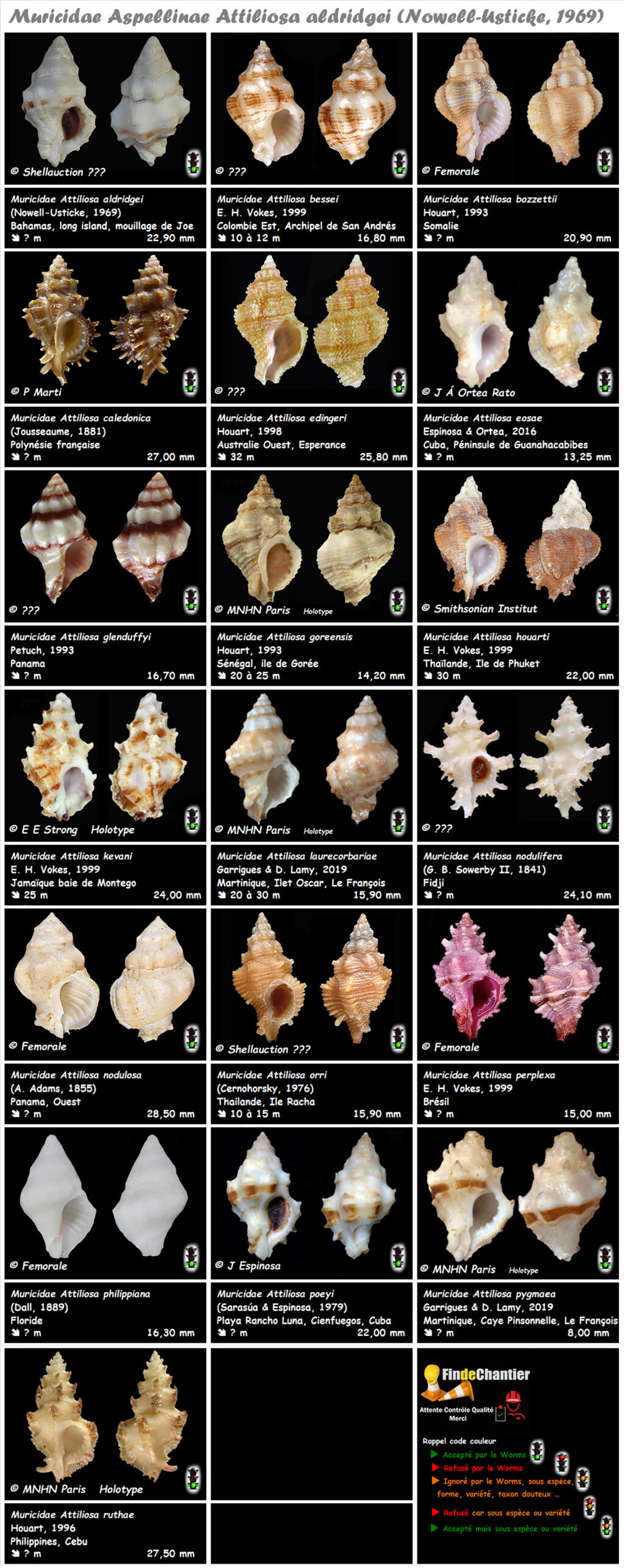 Muricidae Muricinae Attiliosa - Le genre, ses espèces, la planche Murici20