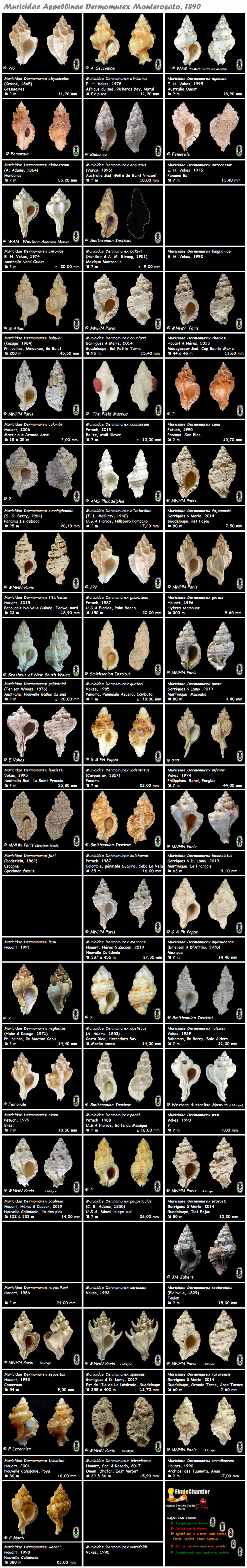 Muricidae Muricinae Dermomurex - Le genre, ses espèces, la planche Murici21