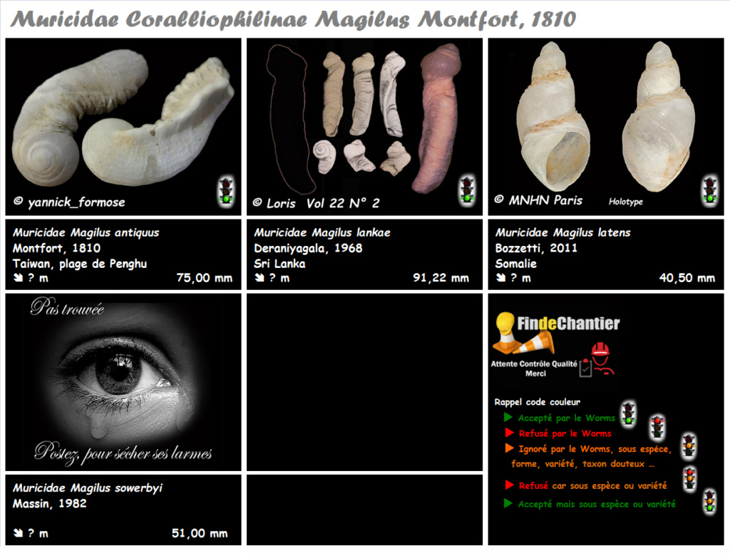 Muricidae Coralliophilinae Magilus  - Le genre, ses espèces, la planche Murici28