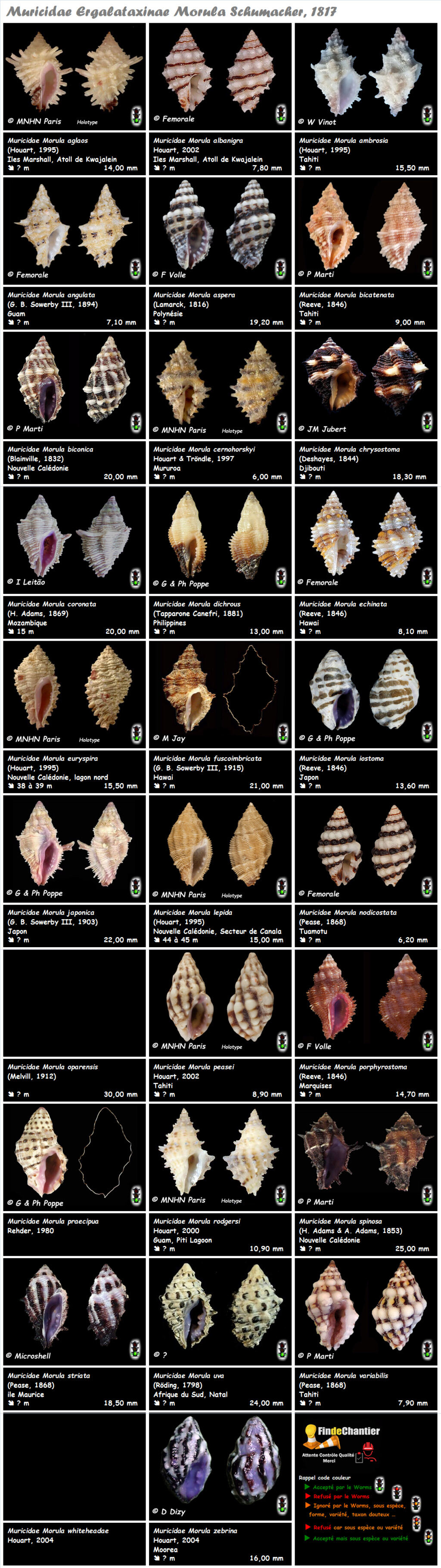 morula -  Muricidae Coralliophilinae Morula - Le genre, ses espèces, la planche Murici37