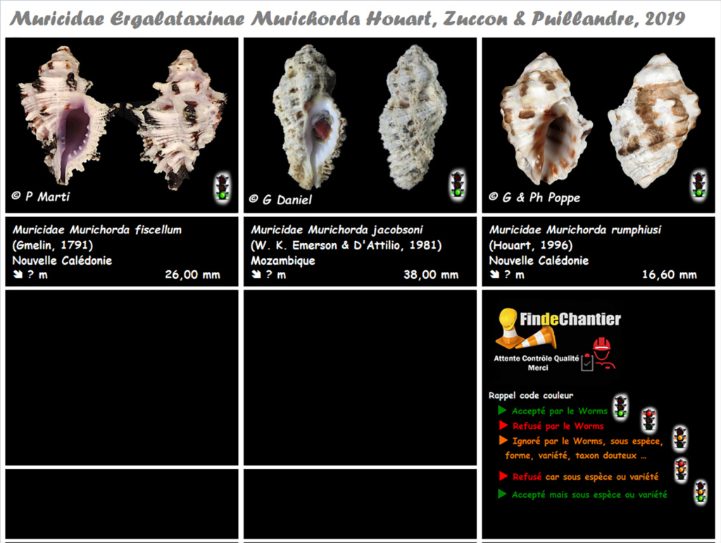 Muricidae Ergalataxinae Murichorda - Le genre, ses espèces, la planche Murici44