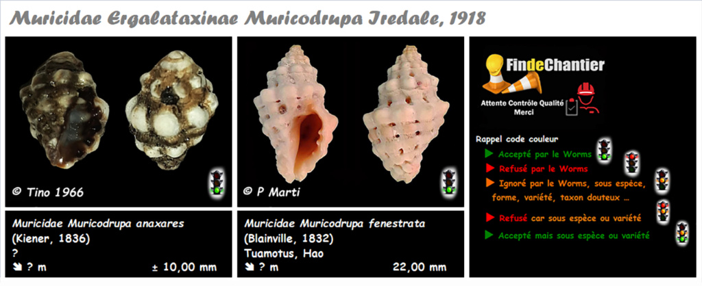 Muricidae Ergalataxinae Muricodrupa - Le genre, ses espèces, la planche Murici45