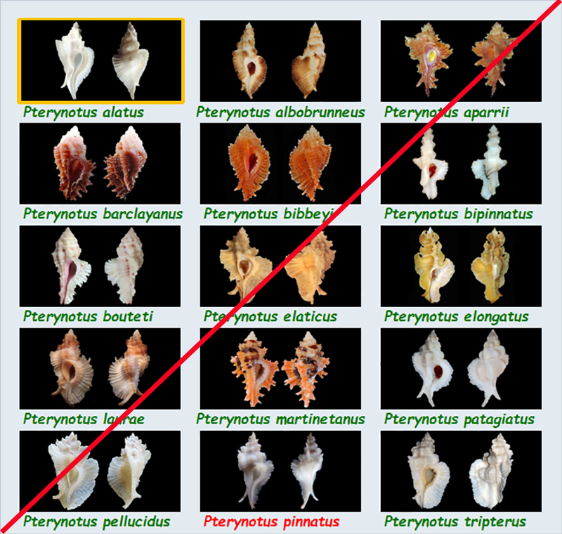  Muricidae Muricinae Pterynotus - Le genre, ses espèces, la planche Murici69