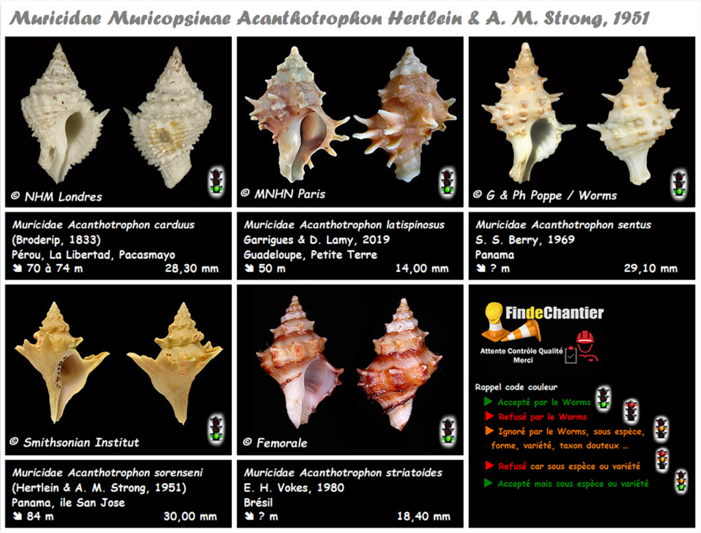 Muricidae Muricopsinae Acanthotrophon - Le genre, ses espèces, la planche Murici80