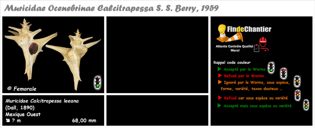 Muricidae Ocenebrinae Calcitrapessa - Le genre, ses espèces, la planche Murici92