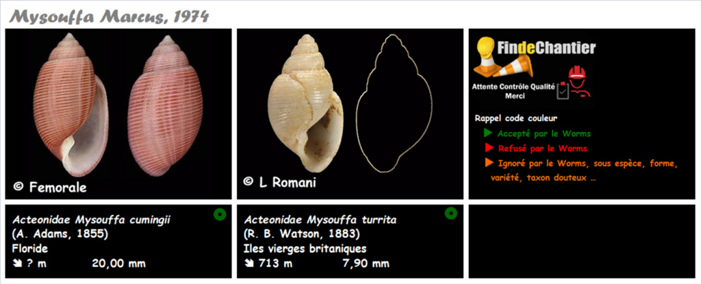 Acteonidae Mysouffa - Le genre, ses espèces, la planche Mysouf10