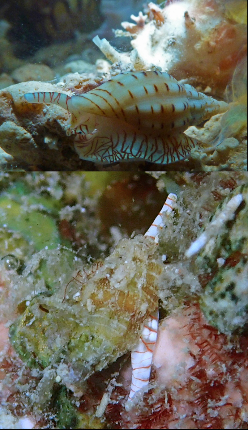 Gastéropodes de Mayotte - live inconnus Mystzo11