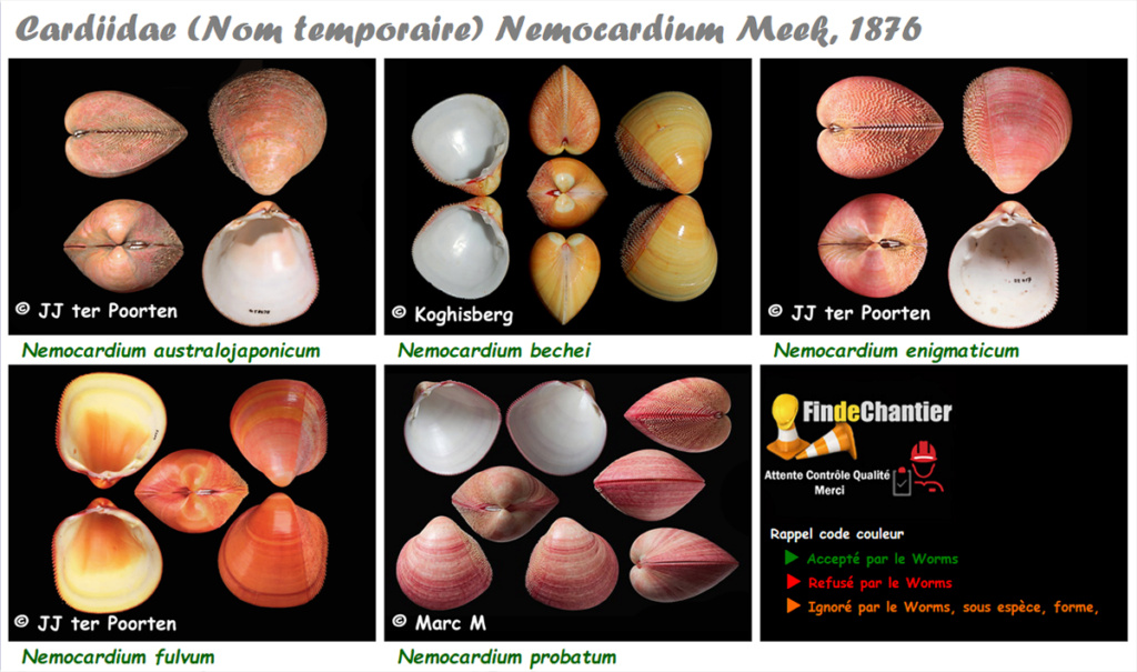 Cardiidae (Nom temporaire) Nemocardium - Le genre, ses espèces, la planche Nemoca11