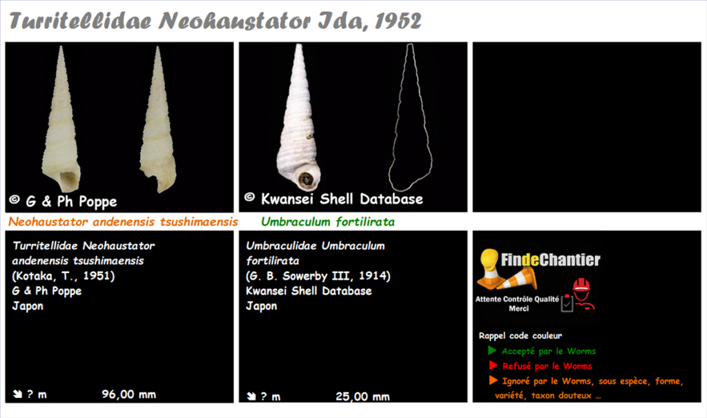 Turritellidae Neohaustator - Le genre, ses espèces, la planche Neohau10