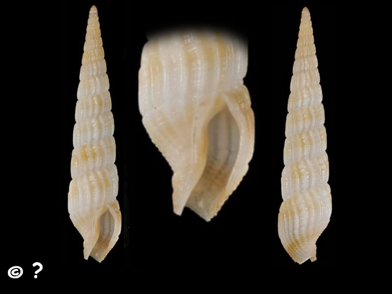 Neoterebra corintoensis (Pilsbry & H. N. Lowe, 1932) Neoter22