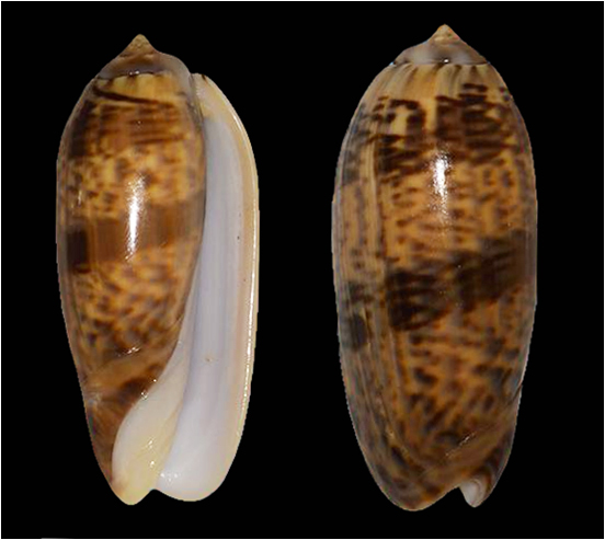 Miniaceoliva concinna f. kremerorum (Petuch & Sargent, 1986) Nicoba10