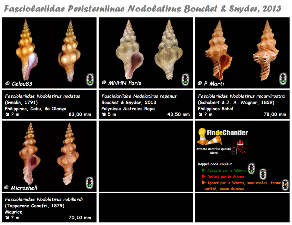 Nodolatirus - Le genre, ses espèces, la planche Nodola10