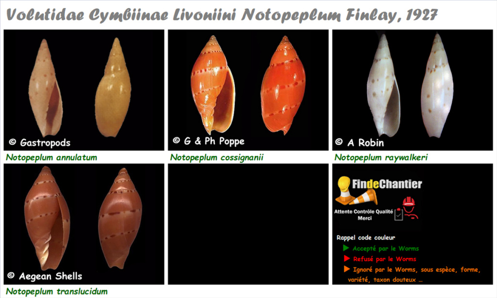 Volutidae Cymbiinae Notopeplum - Le genre, ses espèces, la planche Notope11
