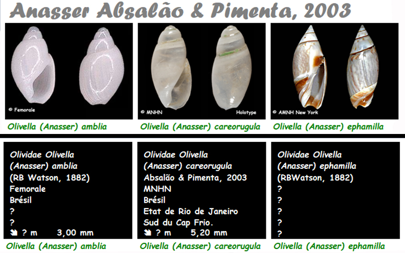 Olividae Olivella - Le genre, les espèces, la planche Olivel14