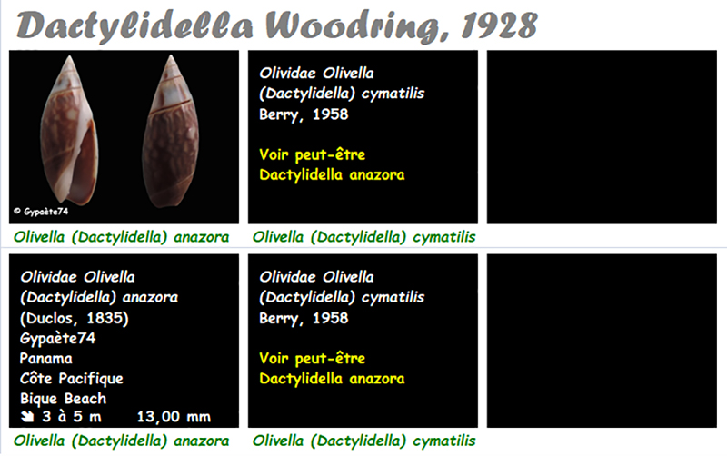 Olividae Olivella - Le genre, les espèces, la planche Olivel21