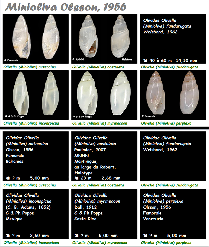  Olividae Olivella - Le genre, les espèces, la planche Olivel25