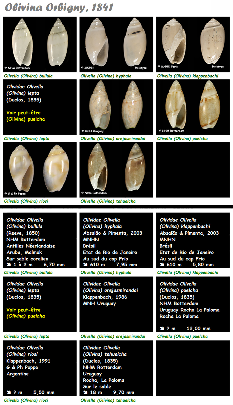  Olividae Olivella - Le genre, les espèces, la planche Olivel28