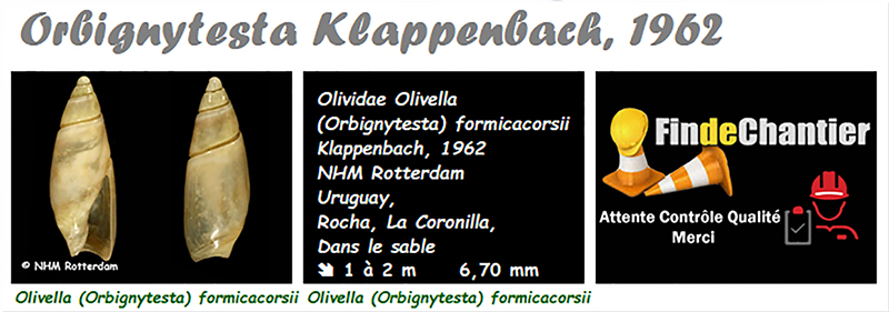 Olividae Olivella - Le genre, les espèces, la planche Olivel29