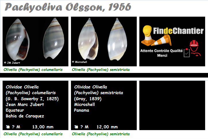 Olividae Olivella - Le genre, les espèces, la planche Olivel30