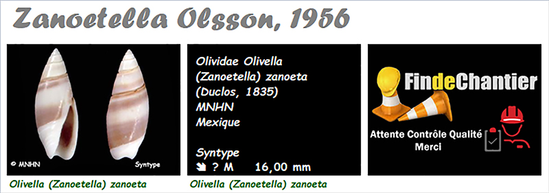 Olividae Olivella - Le genre, les espèces, la planche Olivel31