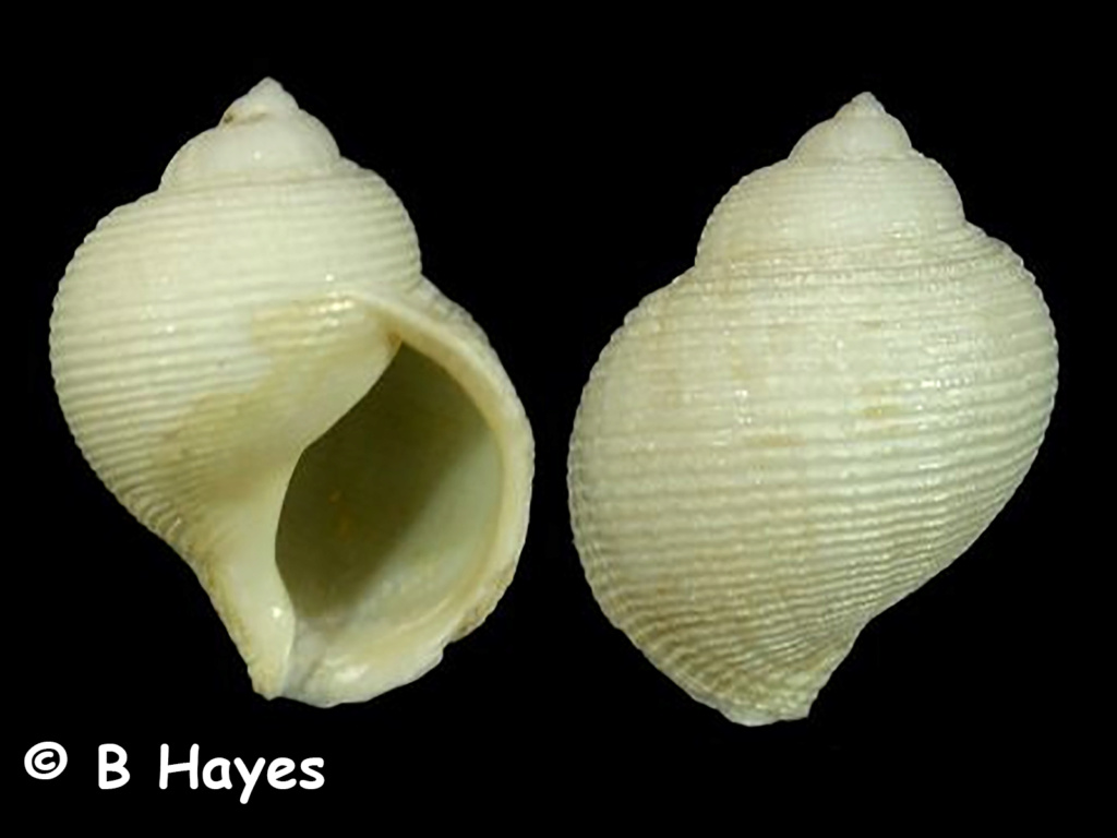 	Oocorys sulcata indica Fischer, P., 1883 Oocory14