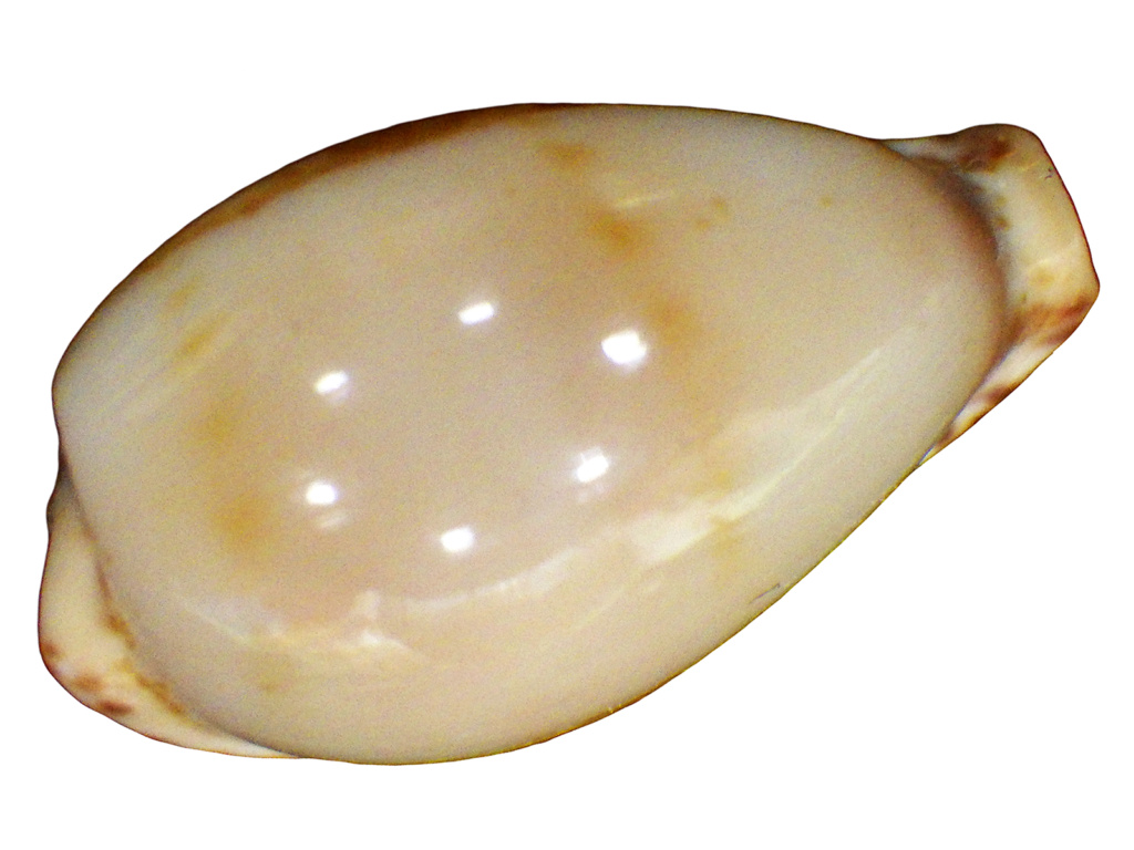 Palmulacypraea katsuae  (Kuroda, 1960)  ??? Palmul11