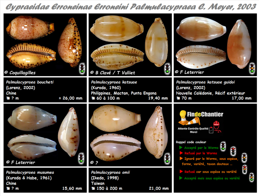 Cypraeidae Erroneinae Erroneini Palmulacypraea - Le genre, ses espèces, la planche Palmul13