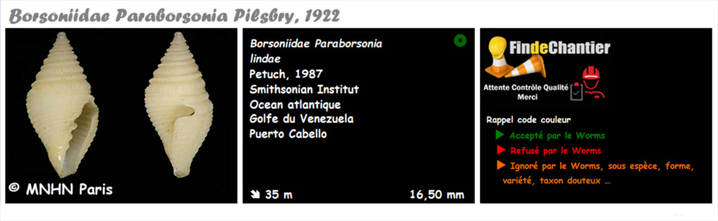 Borsoniidae Paraborsonia  - Le genre, l'espèce,  la planche Parabo11