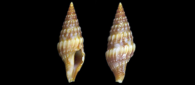 Clavatulidae Paraclavatula - Le genre, ses espèces, la planche Paracl10