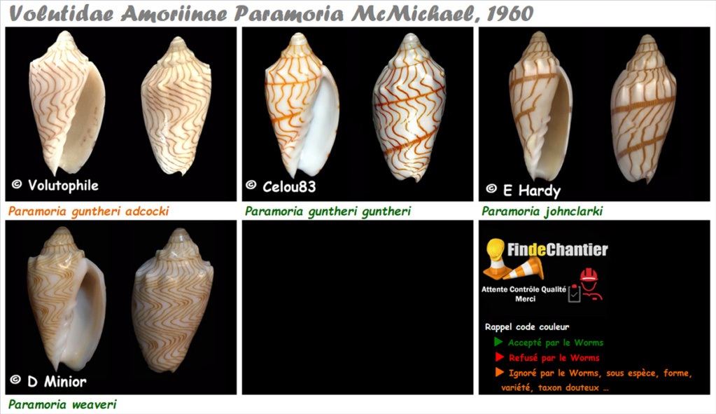 Volutidae Amoriinae Paramoria - Le genre, ses espèces, la planche Paramo14